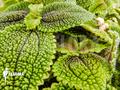 Pilea involucrata
